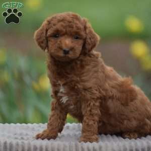 Titus, Toy Poodle Puppy